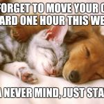 cats and dogs sleeping together | DON'T FORGET TO MOVE YOUR CLOCKS FORWARD ONE HOUR THIS WEEKEND; ARIZONA NEVER MIND, JUST STAY IN BED | image tagged in cats and dogs sleeping together | made w/ Imgflip meme maker