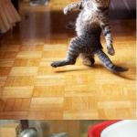 Party cat | EVERYBODY DANCE NOW; WHAT HAPPENED LAST NIGHT | image tagged in party cat | made w/ Imgflip meme maker
