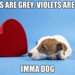 Doggo valentine's poem | ROSES ARE GREY, VIOLETS ARE GREY; IMMA DOG | image tagged in doggo valentine's poem | made w/ Imgflip meme maker