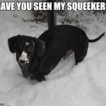 Frankie the Dachsund (Winter) | HAVE YOU SEEN MY SQUEEKER? | image tagged in frankie the dachsund winter | made w/ Imgflip meme maker