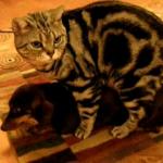 cat having sex with dog