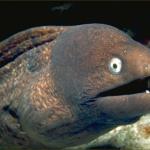 Bad Joke Eel