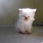 Angry Kitty