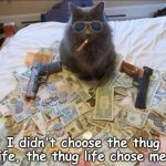 thug life cat with guns and money | I didn't choose the thug life, the thug life chose me. | image tagged in thug life cat with guns and money | made w/ Imgflip meme maker