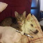 Cat with knife at dog's throat