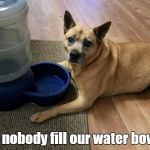 water dog | Will nobody fill our water bowls? | image tagged in water dog,parkrun,dog water | made w/ Imgflip meme maker