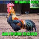 Kill Bill | MY NAME IS BUCK; AND I'M HERE TO CLUCK | image tagged in rooster | made w/ Imgflip meme maker