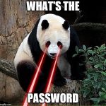 Laser panda | WHAT'S THE; PASSWORD | image tagged in laser panda | made w/ Imgflip meme maker