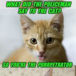Bad Pun Cat | WHAT  DID  THE  POLICEMAN  SAY  TO  THE  CAT? SO  YOU'RE  THE  PURRPETRATOR | image tagged in bad pun cat,cat,police,cute,cute cat,bad pun | made w/ Imgflip meme maker