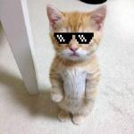 Cute Cat #Thuglife meme