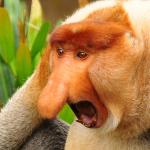 Janusz monkey screaming meme