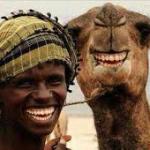 camel friends