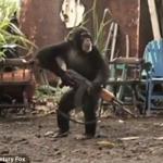 Gunner Chimp