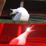 Screamin seagull meme