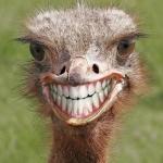 Teeth ostrich emu funny smile 
