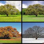 Four Seasons Tree