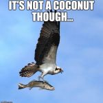 fish | IT'S NOT A COCONUT THOUGH... | image tagged in fish | made w/ Imgflip meme maker