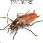 Cockroach | IT'S A ROACH! | image tagged in cockroach | made w/ Imgflip meme maker