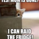 kitten | YES! MOM IS GONE! I CAN RAID THE FRIDGE! | image tagged in kitten | made w/ Imgflip meme maker