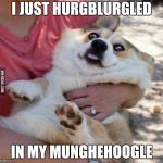 My template "derp dog" | I JUST HURGBLURGLED; IN MY MUNGHEHOOGLE | image tagged in derp dog | made w/ Imgflip meme maker
