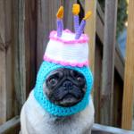 happy birthday pug
