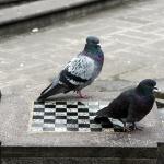 pigeon chess