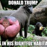 Donald trump baboon rump | DONALD TRUMP; IS IN HIS RIGHTFUL HABITAT | image tagged in donald trump baboon rump | made w/ Imgflip meme maker