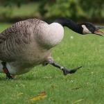 Angry Canada Goose