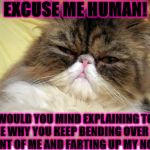OFFENDED PERSIAN | EXCUSE ME HUMAN! WOULD YOU MIND EXPLAINING TO ME WHY YOU KEEP BENDING OVER IN FRONT OF ME AND FARTING UP MY NOSE? | image tagged in offended persian | made w/ Imgflip meme maker