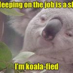 Koala Pun | If sleeping on the job is a skilll; I’m koala-fied | image tagged in dank koala,bad pun,job interview | made w/ Imgflip meme maker