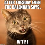 Wow Cat | AFTER TUESDAY, EVEN THE CALENDAR SAYS.. W T F ! | image tagged in wow cat | made w/ Imgflip meme maker