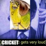 Jazz music gets very loud | CRICKET | image tagged in jazz music gets very loud | made w/ Imgflip meme maker