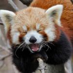 lol red panda