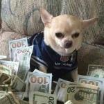 chihuahua money meme