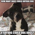 Raydog a darkside | HOW MANY DOGS COULD RAYDOG
DOG; IF RAYDOG COULD DOG DOGS? | image tagged in raydog a darkside,raydog,memes | made w/ Imgflip meme maker