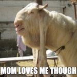 gulabi | MOM LOVES ME THOUGH | image tagged in gulabi,goat | made w/ Imgflip meme maker