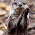 Slow-Clap Otter | 100% NATURAL; GOLF CLAP | image tagged in slow-clap otter | made w/ Imgflip meme maker