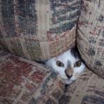hiding cat meme