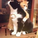 cats hugging | THE ONLY WAY; TO DEAL WITH EVIL | image tagged in cats hugging,peace,love,evil,peace and love,hug | made w/ Imgflip meme maker