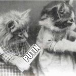 Russian voters | PUTIN; PUTIN; PUTIN | image tagged in russian,election,vladimir putin,cats | made w/ Imgflip meme maker