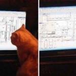 architect cat