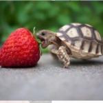 Healthy baby turtle meme
