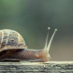 Snail