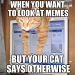 Computer Cat | WHEN YOU WANT TO LOOK AT MEMES; BUT YOUR CAT SAYS OTHERWISE | image tagged in computer cat | made w/ Imgflip meme maker