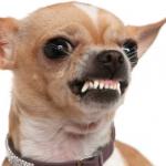 Angry Dog Showing Teeth