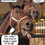 Out To Stud | Hey baby...can I buy you a drink? As a matter of fact... Oh...why? Cuz you're such a stud? F**k off! | image tagged in drunken horse,dank memes,drunk animals,my memes are dopest,i bring the funny | made w/ Imgflip meme maker