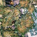Outdoor Grow O.G. 