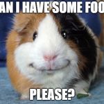 Grinny pig | CAN I HAVE SOME FOOD; PLEASE? | image tagged in grinny pig,guinea pig,memes | made w/ Imgflip meme maker