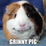 Grinny pig | GRINNY PIG | image tagged in grinny pig,guinea pig | made w/ Imgflip meme maker