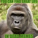 Har | YOU CAN FIND GREAT LIFE; IN DEAD MEMES | image tagged in har,memes,harambe,imgflip humor,imgflip | made w/ Imgflip meme maker